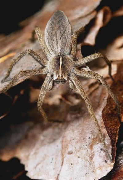 Crw 6976 2 dbe0ml - Eugenol