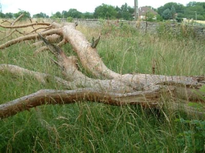 Dscf0013 xvn8sx - Eugenol