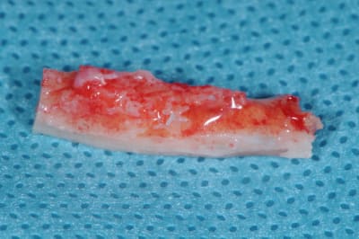 Dsc 0613 wjstzs - Eugenol