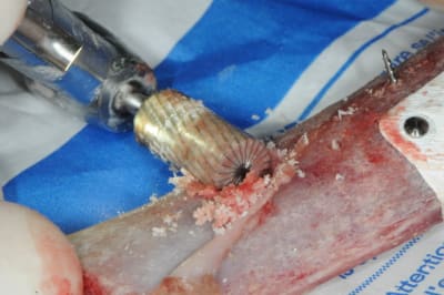 Dsc 2749 t5dcks - Eugenol