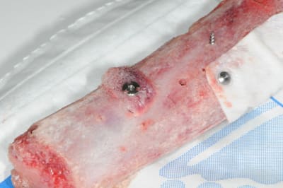 Dsc 2752 diyzwh - Eugenol