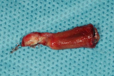 Dsc 5989 k8pvkz - Eugenol