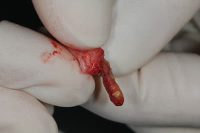 Dsc 6768 jkzkh6 - Eugenol