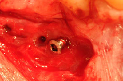 Dsc 7796 oo5yem - Eugenol