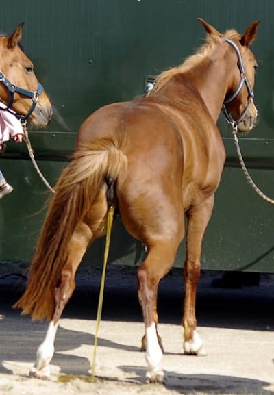 Ff5 p4exzh - Eugenol