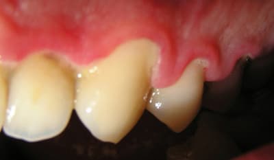 Gun initial3 kgrggp - Eugenol