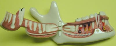 Gros plan oajkif - Eugenol