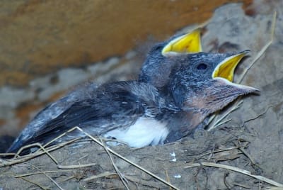 I3329 muqu3v - Eugenol