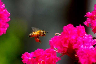 I3909 kwrz2v - Eugenol