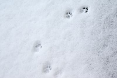 I5253 zavoi4 - Eugenol