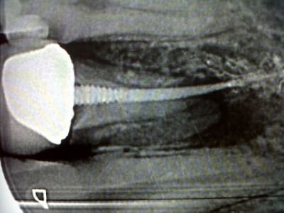 Img00355 20120214 2013 xbaoec - Eugenol