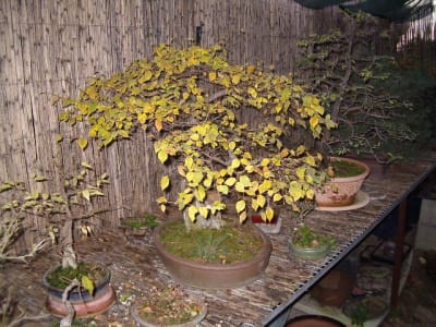 Imgp0240 ukkp5u - Eugenol