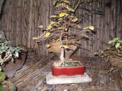 Imgp0243 e1j6xm - Eugenol