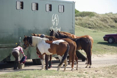 Imgp5703 myjbqs - Eugenol