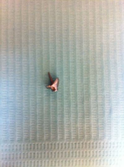 Img 0445 fktskk - Eugenol