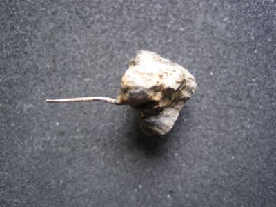 Img 0781 fd2imc - Eugenol