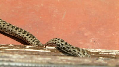 Img 0953 y1zkkt - Eugenol