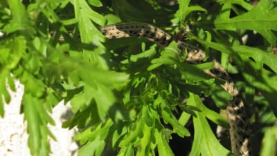 Img 0955 yheihx - Eugenol