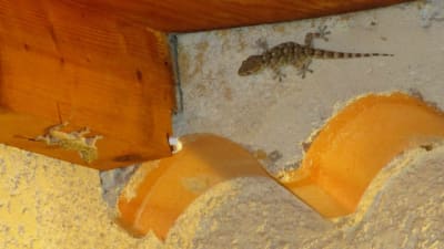 Img 0966 lvh3dw - Eugenol