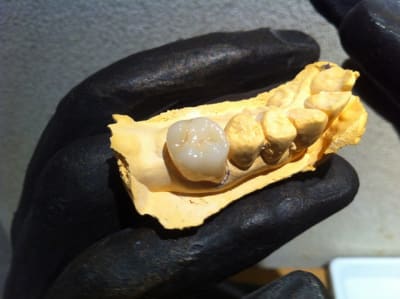 Img 1938 zu0zrz - Eugenol