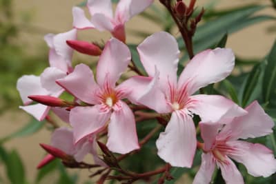 Img 2280 bulbtk - Eugenol