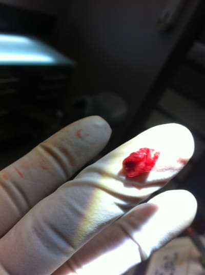 Img 4435 mwpgex - Eugenol