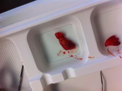 Img 6031 mb8xhw - Eugenol