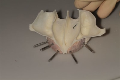 Img 6303 dnxo5f - Eugenol