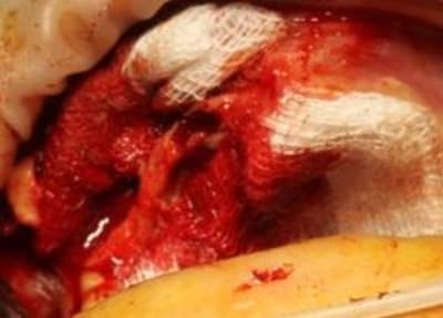 Img 7141 lbyz35 - Eugenol