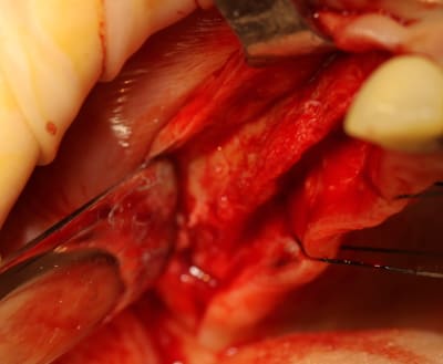 Img 7790r yacfmt - Eugenol