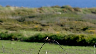 Ker1 bboncj - Eugenol