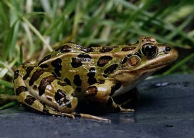 Léopardine la grenouille zmojbt - Eugenol
