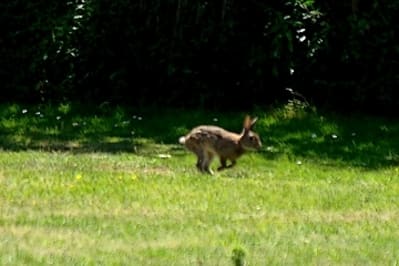 Lpc cppaup - Eugenol