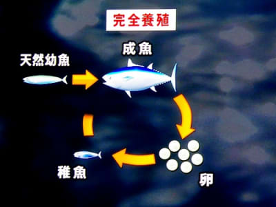 Maguro4 pcjy80 - Eugenol