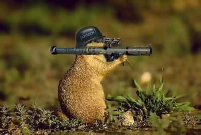 Marmotte au bazooka hb55qm - Eugenol