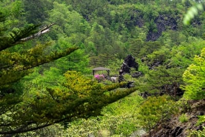 Ngn  4  lh101h - Eugenol