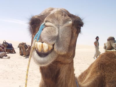 P1010080 neprck - Eugenol