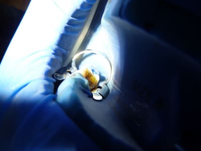 P1010554 ubfbwo - Eugenol