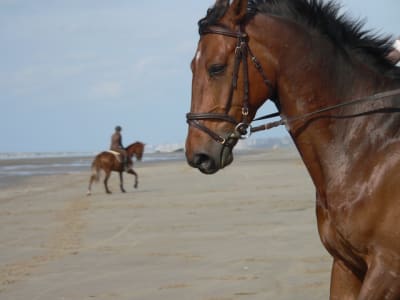 P1120601 taohxj - Eugenol