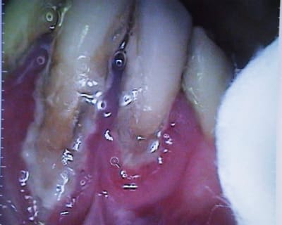 Pic00150 i4kejc - Eugenol