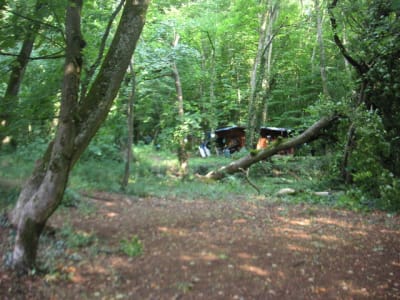 Pict0008 evrpgy - Eugenol