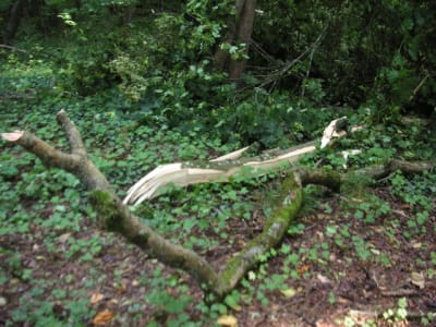 Pict0010 lio2fs - Eugenol