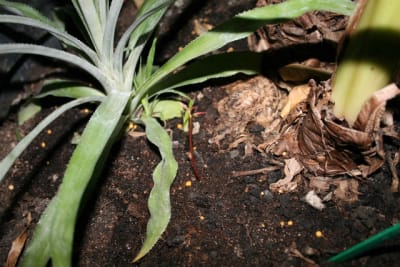 Photo 038 vctgmd - Eugenol