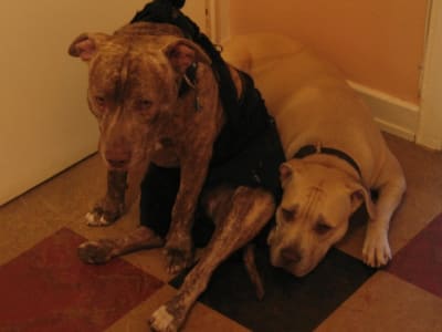 Préservatif pour pit bull ihteax - Eugenol