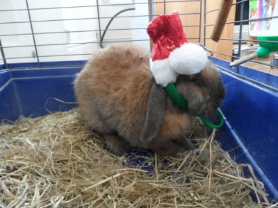 Sam 1321 imckux - Eugenol