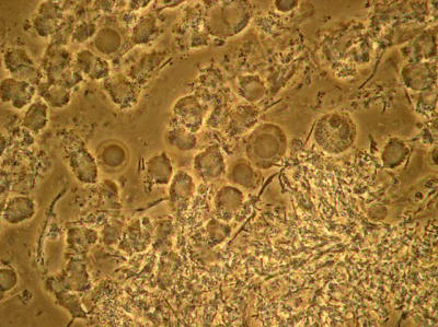 V p31010001 lsyco1 - Eugenol