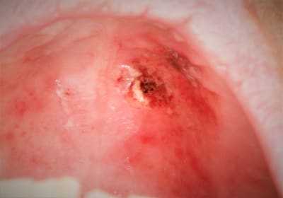  mg 1800 jmrssy - Eugenol