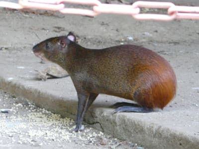 Agouti edfmbc - Eugenol