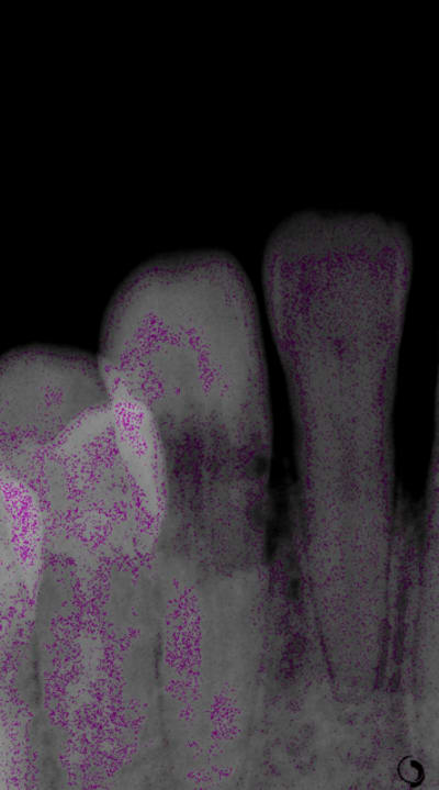 Angot4 agsp7l - Eugenol