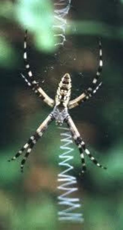 Arachn us agiopii l4e2r1 - Eugenol